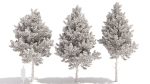 Picea