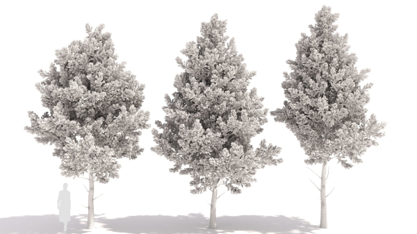 Picea
