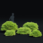 Picea abies