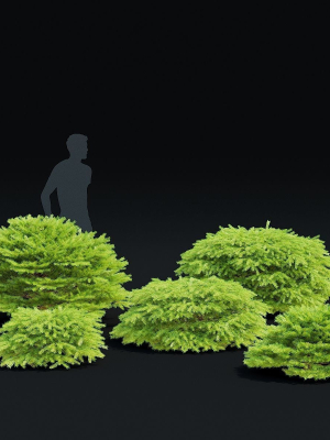 picea-abies-3d-model-85d2c879e5