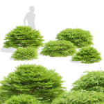 Picea abies