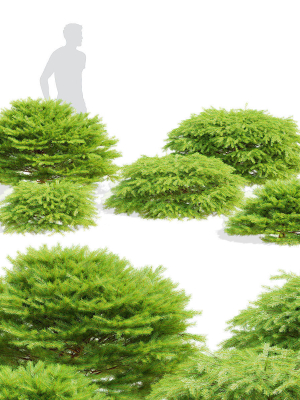Picea abies