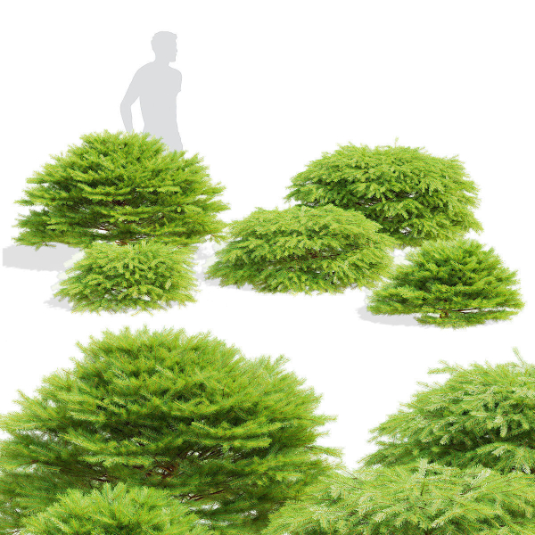 Picea abies
