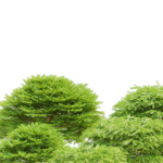 Picea abies