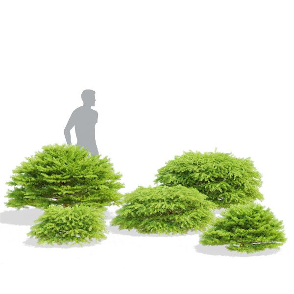 Picea abies