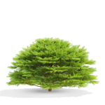 Picea abies