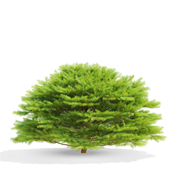 Picea abies