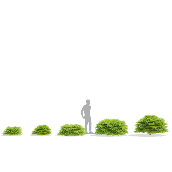Picea abies