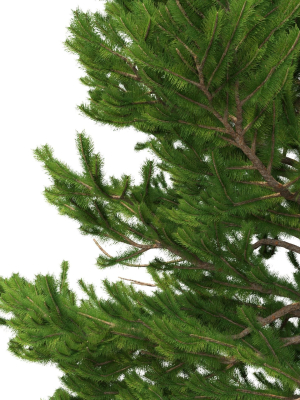 picea-abies-set-1-2-in-1-3d-model-max-obj-fbx