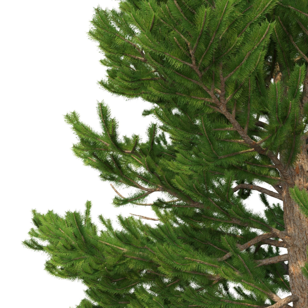 Picea Abies Set 1 - 2 in 1