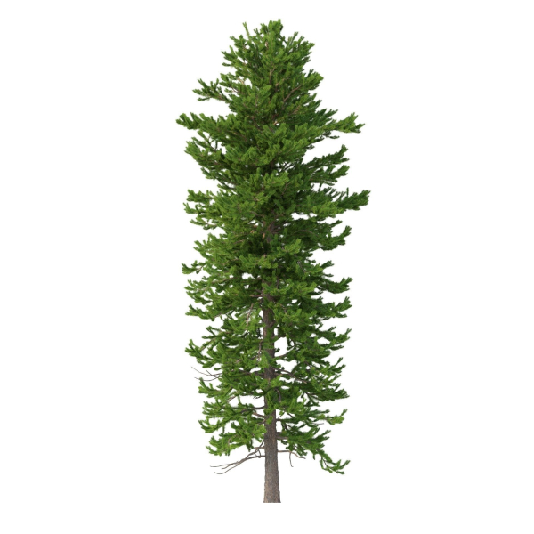 Picea Abies Set 1 - 2 in 1