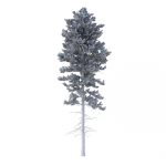Picea Abies Set 1 - 2 in 1