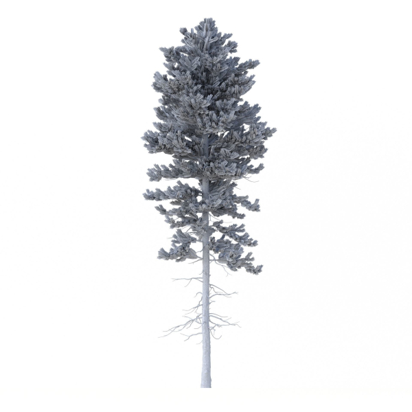 Picea Abies Set 1 - 2 in 1