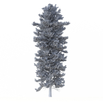 Picea Abies Set 1 - 2 in 1