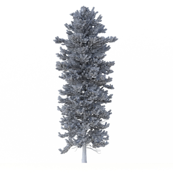 Picea Abies Set 1 - 2 in 1