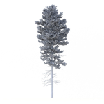 Picea Abies Set 1 - 2 in 1