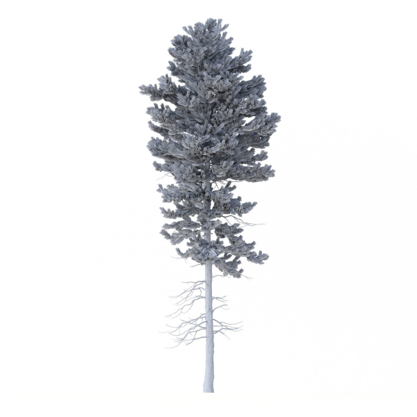 Picea Abies Set 1 - 2 in 1