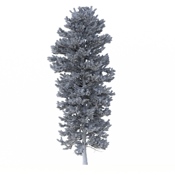 Picea Abies Set 1 - 2 in 1