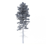 Picea Abies Set 1 - 2 in 1