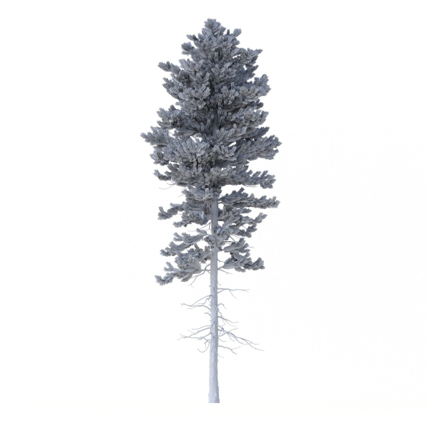 Picea Abies Set 1 - 2 in 1