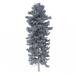 Picea Abies Set 1 - 2 in 1