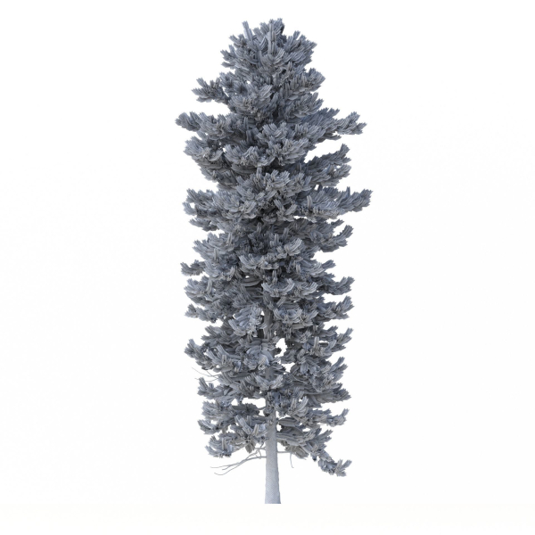 Picea Abies Set 1 - 2 in 1