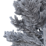 Picea Abies Set 1 - 2 in 1