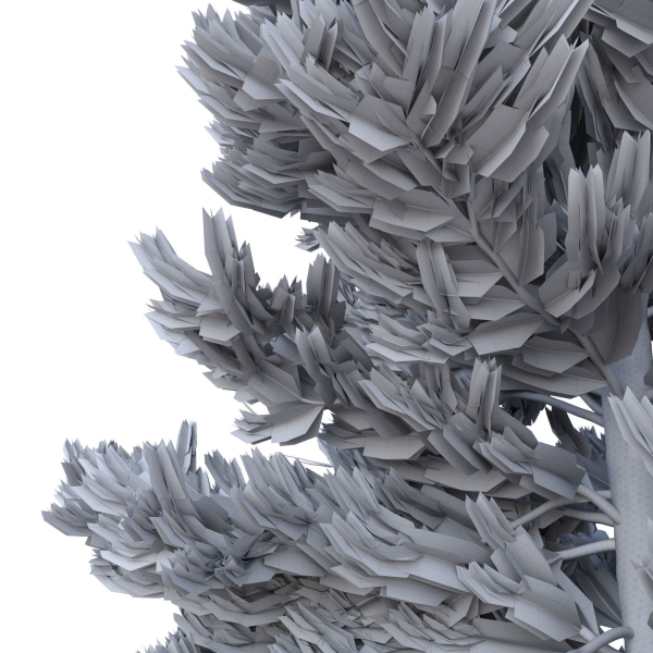 Picea Abies Set 1 - 2 in 1