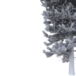 Picea Abies Set 1 - 2 in 1