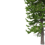 Picea Abies Set 1 - 2 in 1