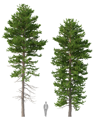 Picea Abies Set 1 - 2 in 1