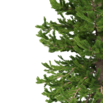 Picea Abies Set 1 - 2 in 1
