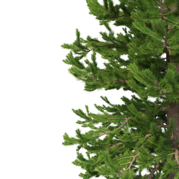 Picea Abies Set 1 - 2 in 1