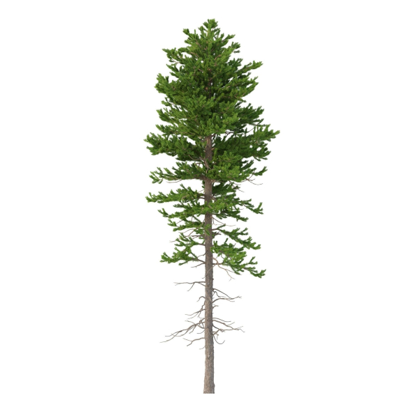 Picea Abies Set 1 - 2 in 1
