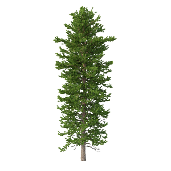 Picea Abies Set 1 - 2 in 1