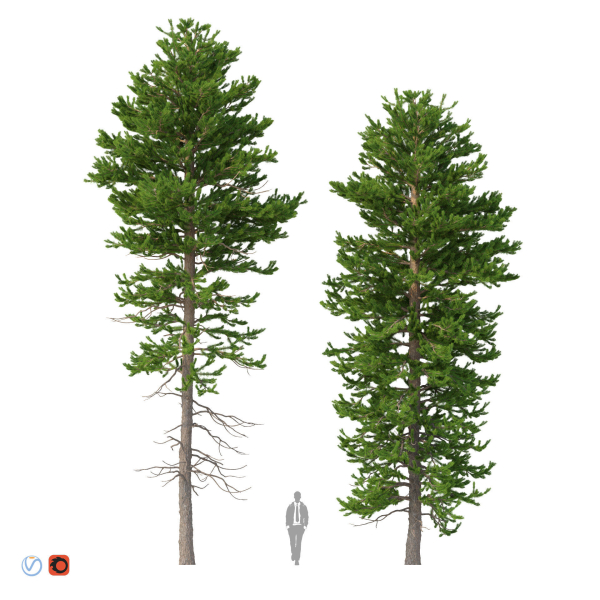 Picea Abies Set 1 - 2 in 1
