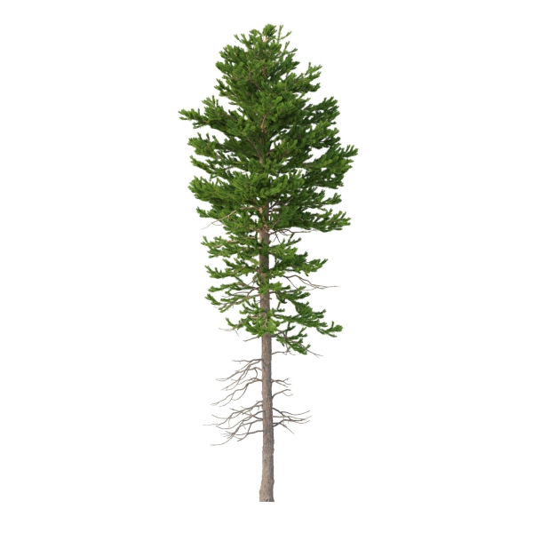 Picea Abies Set 1 - 2 in 1