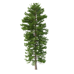 Picea Abies Set 1 - 2 in 1