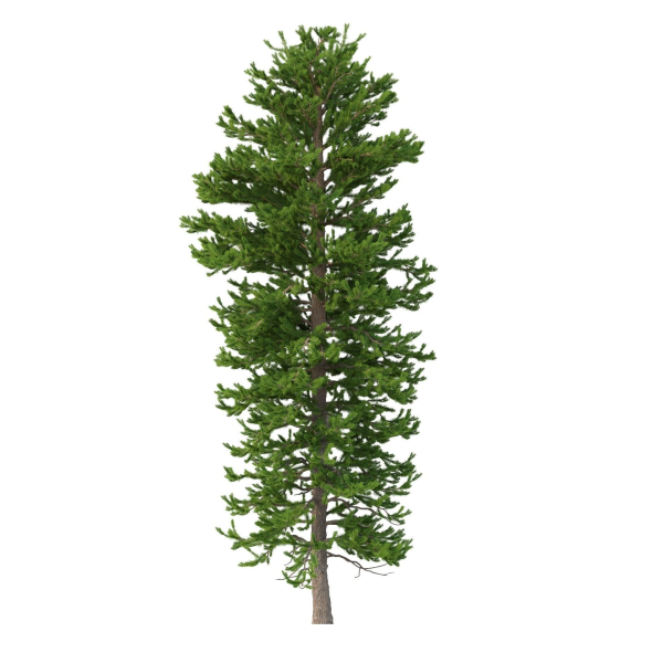 Picea Abies Set 1 - 2 in 1