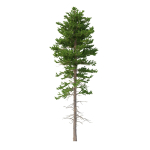 Picea Abies Set 1 - 2 in 1