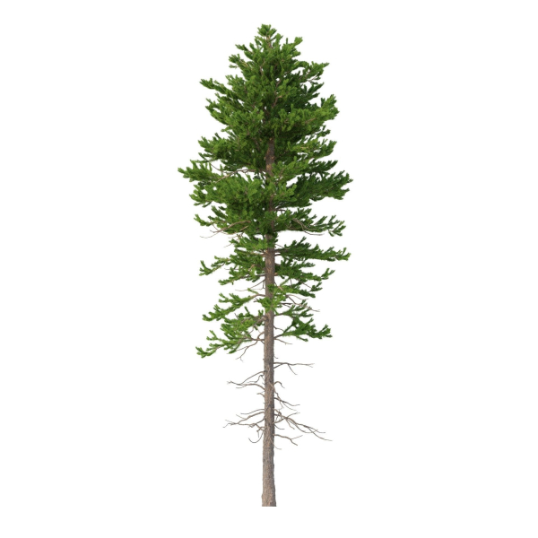 Picea Abies Set 1 - 2 in 1