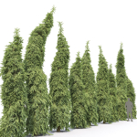 Picea Omorika Bruns 01