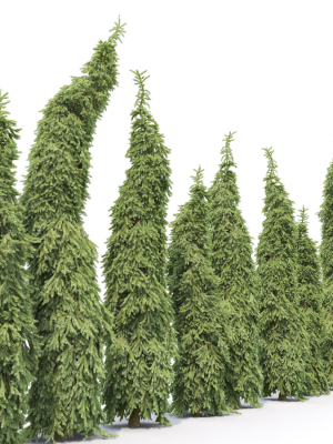 picea-omorika-bruns-01-3d-model-max-obj-fbx-mat