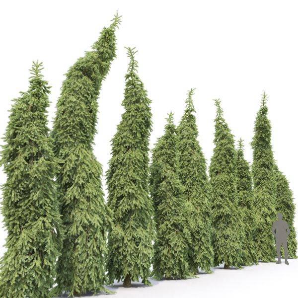 Picea Omorika Bruns 01