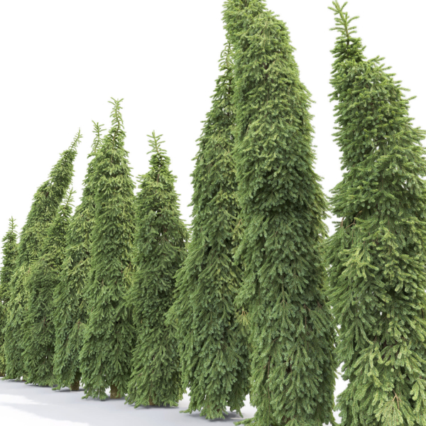 Picea Omorika Bruns 01