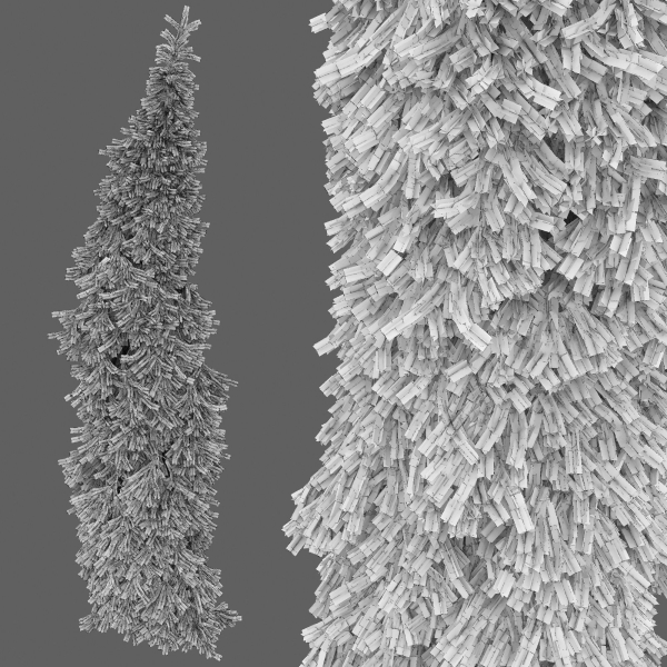 Picea Omorika Bruns 01