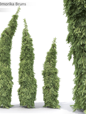 Picea Omorika Bruns 01