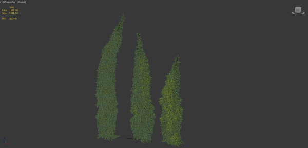 Picea Omorika Bruns 01