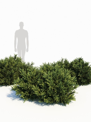 picea-orientalis-dwarf-3d-model-max-bip-obj-mtl-fbx