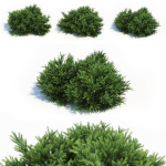 Picea Orientalis Dwarf